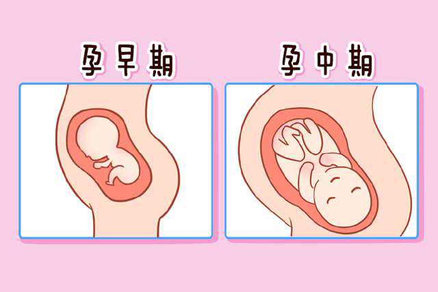 揭秘孕期胎心胎芽的奥秘：孕早期最佳观察时间